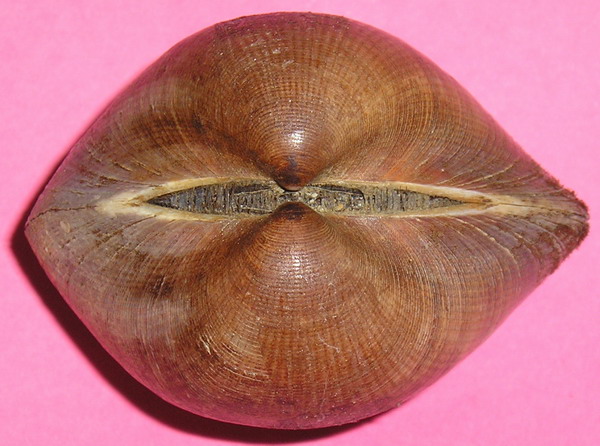 Glycimeris insubrica